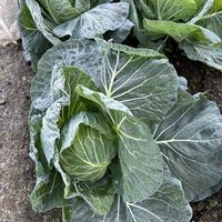 リンゴ,大根,春菊,ブロッコリー,キャベツの画像