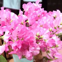 スイートピー,ピンクの花,好きな色,お花屋さん,かわいい♡の画像