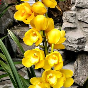 シンビジウム,シンビジウム,シンビジウム,温室,過去picの画像