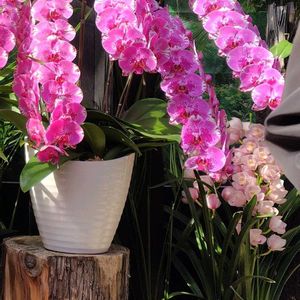 シンビジウム,温室,今日のお花,おでかけ先の画像