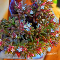 お花,可愛い♥️,大好き♥️,多肉ばぁ～の画像