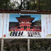 クスノキ,宇佐神宮上宮,宇佐神宮下宮,八幡総本宮宇佐神宮,樹齢800年のクスノキの画像