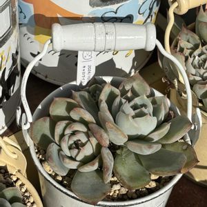 多肉,エケベリア,キャロライン,多肉植物,葉挿しの画像