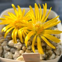 リトープス,オリーブ玉,多肉植物,リトープス属,多肉多肉多肉の画像