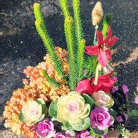 エリカ,オキザリス,クリスマスローズ,テーブルヤシ,ガーデンシクラメンの画像