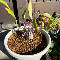 ガジュマル,ビオラ,七福神？,ライラックミスト,ギャラクシースターの画像