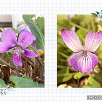 スミレ,しあわせ　スミレ計画❣️の画像