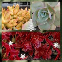 銘月,火祭り,ピーチプリデ, ブロンズ姫,月兎耳(つきとじ)の画像