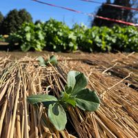 大根,そら豆,ソラマメ,家庭菜園の画像