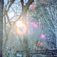 モミジ,ルリマツリ,イチョウ,ルリマツリ(プルンパーゴ),瑠璃茉莉の画像