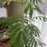 エバーフレッシュ,未来のシンボルツリー,リビング・ダイニングの画像