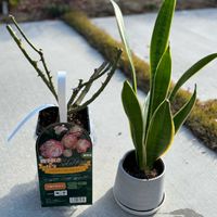 サンスベリア,バラ,植え替え,ジュビレデュプリンスドゥモナコの画像