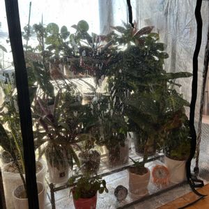 観葉植物,温室,リビング・ダイニングの画像