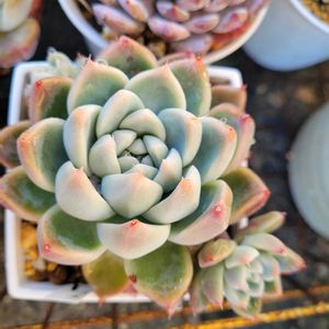 氷山,ブルーサプライズ,E.サンタバーバラ,トスカデリー,多肉植物の画像