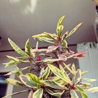 多肉植物,ユーフォルビア,コーデックス,ビザールプランツ,福知山多肉の画像