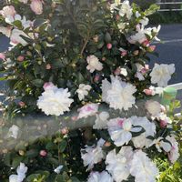 サザンカ,ベンジャミン,iPhone撮影,寒い,犬とお散歩の画像