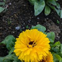 キンセンカ,キンセンカ,いつもの散歩道♡の画像