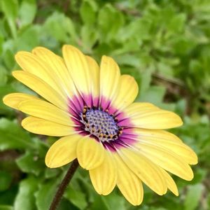 ガザニア,カネノナルキ,キク,ナス,オステオスペルマムの画像