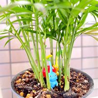 テーブルヤシの画像