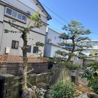 アオキ,ベルガモット,マツ,マツ,レモンの画像