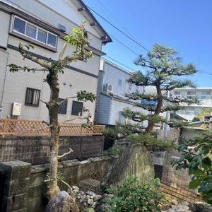 アオキ,ベルガモット,マツ,マツ,レモンの画像