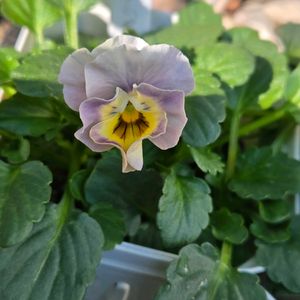 フリル咲き小輪パンジー ペルクレア,花日和,ちっちゃいものクラブ,ペルクレア,ビオラ・パンジー祭り♪の画像