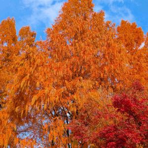メタセコイア,アケボノスギ,雑草,山野草,野草の画像