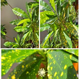 モミジ,紅葉,クロトン,イチョウ,イチョウの画像