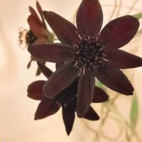 チョコレートコスモス,世界平和,被災地にエールを…。,こんな時こそ花を,森の負けないぞ❗️の画像