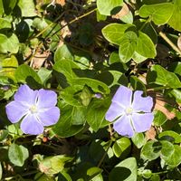 ツルニチニチソウの画像