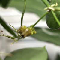 ディスキディアの画像