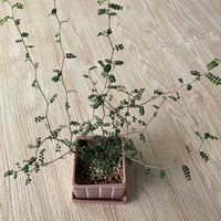 ソフォラ　リトルベイビーの画像