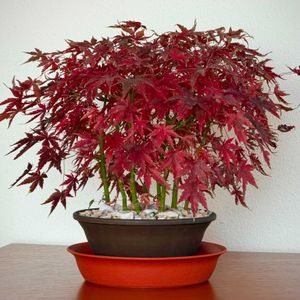 イロハモミジ,イロハモミジ,盆栽,実生,雑木盆栽の画像