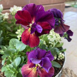 アリッサム,ネメシア,シルバースター,パンジー・花絵本,寄せ植えの画像