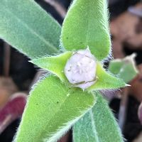 シレネ,センニチコウ,ハイビスカス,ハイビスカス  デニムブルー,サマーラッシュモニターの画像