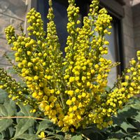 ヒイラギナンテン,ヒイラギナンテン,キュンキュン乙女倶楽部,スマホ撮影加工なし,花の15年組の画像