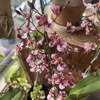 オンシジウム,デンドロビウム,パキラ,ミルキーウェイ,デンドロビュームの画像