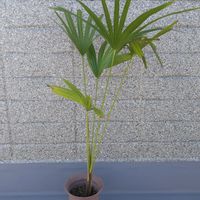 ヤシの木,Trachycarpus latisectus,ウィンダミアジュロ,観葉植物,鉢植えの画像