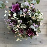 アリッサム,ハツユキカズラ,葉牡丹,葉牡丹 ウォーターリリー,シロタエギク ニュールックの画像