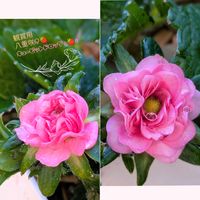 イチゴ,イチゴの花,観賞用イチゴ,いちご,観賞用イチゴ　キューピッドドロップの画像