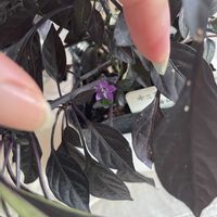 観賞用トウガラシ,オニキスマジックオレンジ,観葉植物,植物大好き,窓辺の画像