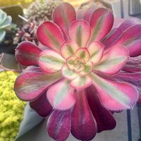 シャネル,アエオニウム シャネル,多肉植物,多肉大好き,アエオニウム属の画像