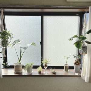 チランジア,イオナンタ,アンドレアナ,観葉植物,出窓の画像