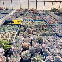 サボテン,サンスベリア,ヒボタン,ベランダ,庭の画像