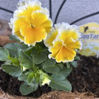 アリッサム,アリッサム,カーネーション,ガーデンシクラメン,ガーデンシクラメンの画像