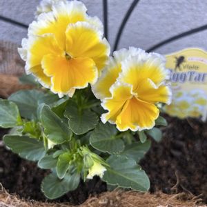 アリッサム,アリッサム,カーネーション,ガーデンシクラメン,ガーデンシクラメンの画像