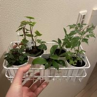 ペペロミア,ガジュマル,アイビー,アデニウム,ステレオ スペルマムの画像