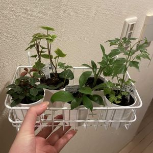 ペペロミア,ガジュマル,アイビー,アデニウム,ステレオ スペルマムの画像