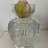 ヒヤシンス,ヒヤシンスの水耕栽培,ヒヤシンス水栽培の画像