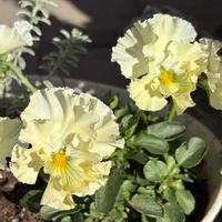 スカビオサ,パンジー,這性キンギョソウ,ウエストリンギア・スモーキーホワイト,ウエストリンギア・スモーキーホワイトの画像